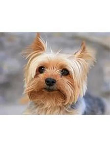 Алмазная мозаика GWYDYB Yorkshire Terrier 30x40см