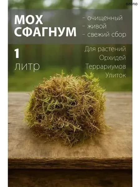 Мох