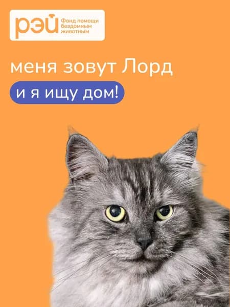 Помочь Лорду найти дом