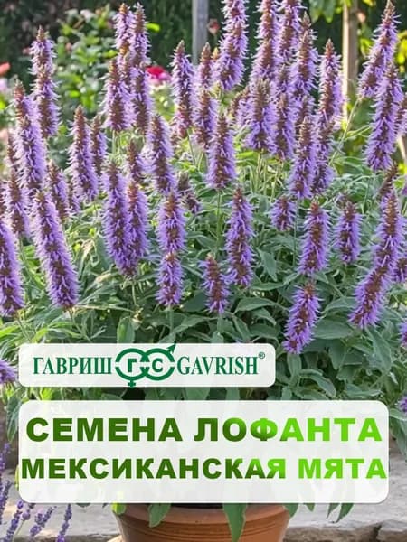 Семена Лофант анисовый "Мексиканская мята" 0,3 г, для дачи, сада и огорода, в открытый грунт, на балкон и террасу, на подоконнике и в комнате, в контейнеры и ящики