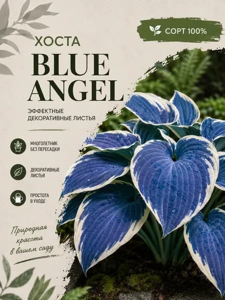 Хоста Blue Angel корневище 1шт