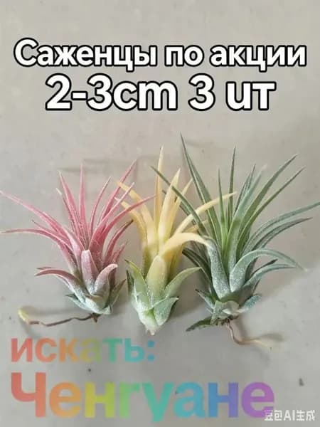 Живые Тилландсии 3 шт, 2-3 см, микс розовый/желтый/зеленый, неприхотливые, подарок другу