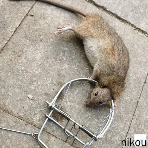 Ловушка металлическая для крыс