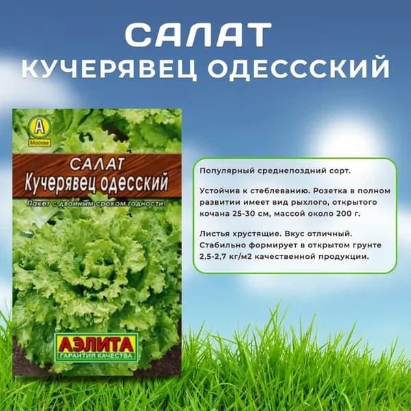 Семена Салат "Кучерявец Одесский" полукочанный , Агрофирма Аэлита