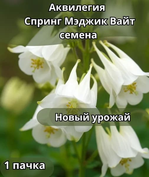 Аквилегия Спринг Мэджик Вайт, семена 10шт