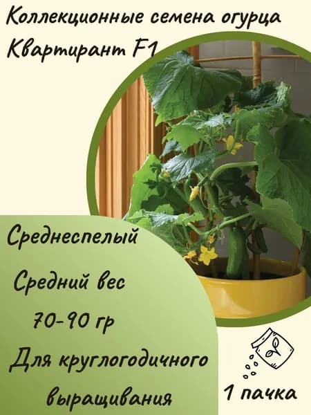 Коллекционные семена огурца Квартирант F1, 10 шт. семян