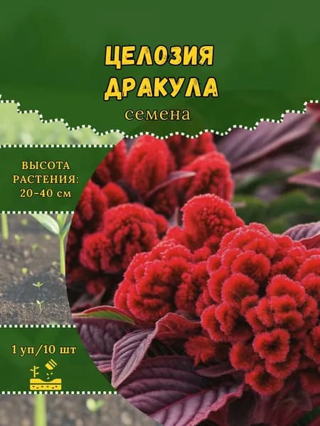 Целозия "Дракула" семена, 1 пачка