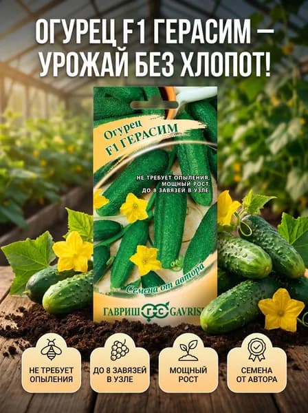 ОГУРЕЦ ГЕРАСИМ семена, партенокарпический, скороспелый корнишон, 10 шт