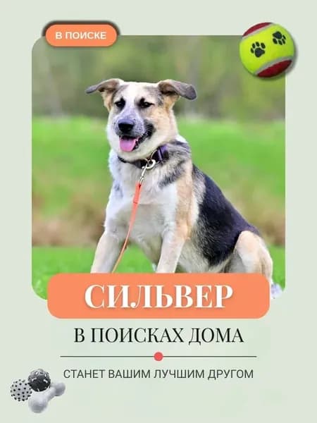 Помочь Сильверу найти дом