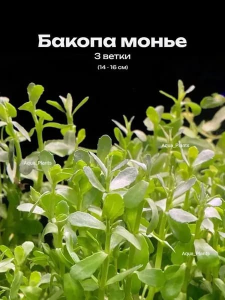 Бакопа Монье (3 ветки) - Bacopa monnieri. Живое аквариумное растение