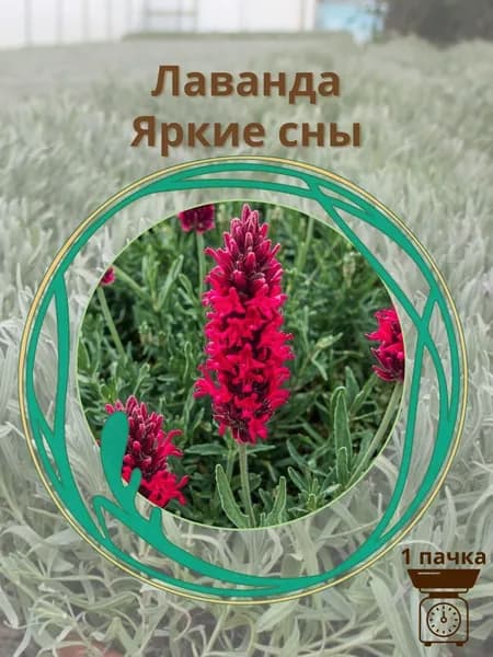 Лаванда Яркие сны 10 шт. семян