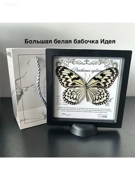 Коллекционная бабочка в рамке, экспонат для энтомологической коллекции и декора интерьера