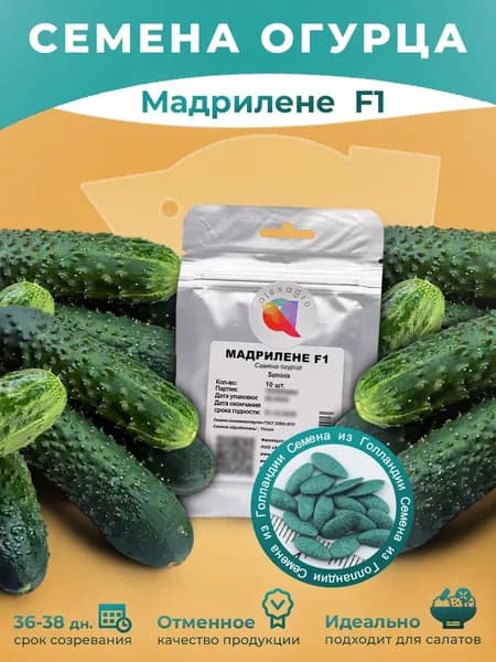 Мадрилене F1 семена огурцов самоопыляемых, 10 семян (Seminis / ALEXAGRO). Высокоурожайный, партенокарпический гибрид для открытого грунта и теплиц