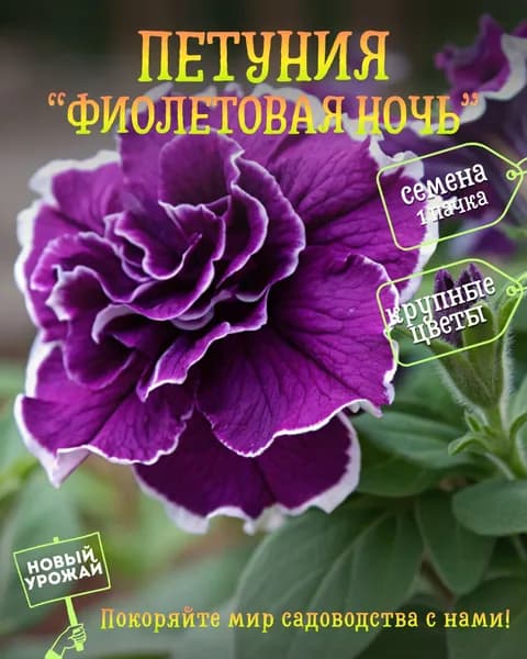 Петуния (махровая) Фиолетовая ночь, семена, 10 шт.