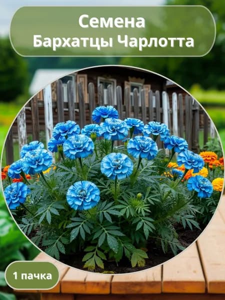 Бархатцы Чарлотта, семена 10 шт