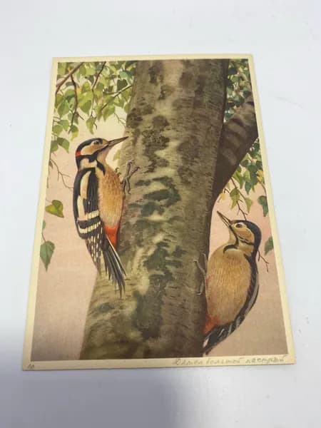 Открытка из серии ПТИЦЫ, 1958 год.