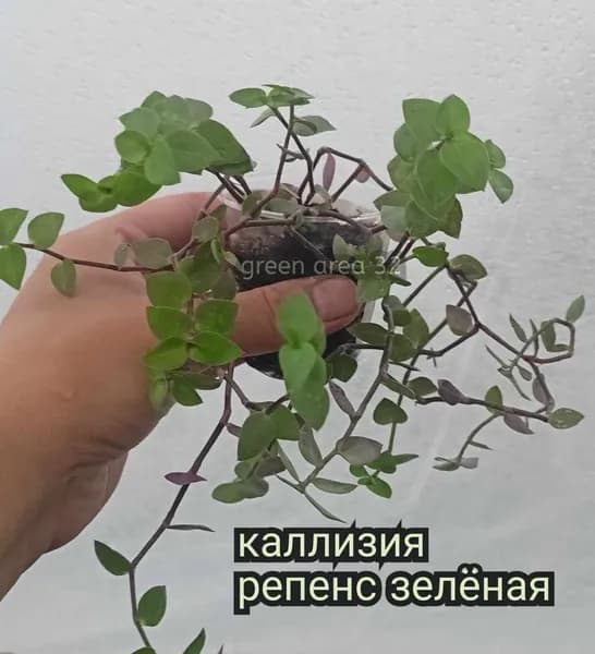 каллизия репенс зелёная