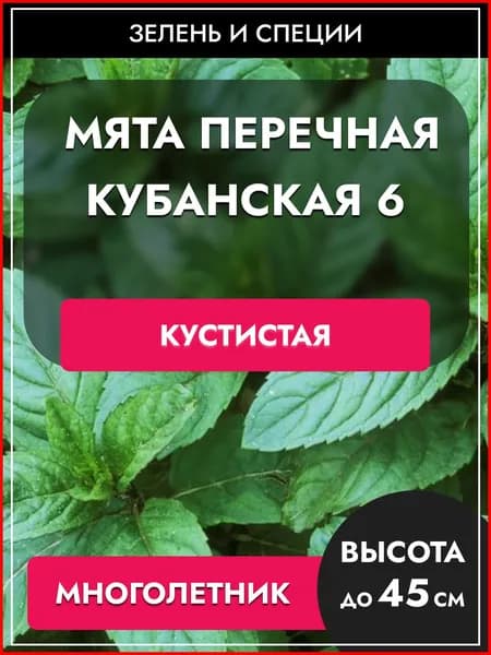 Мята перечная семена "Кубанская 6" многолетник, лекарственная зелень, улучшает аппетит