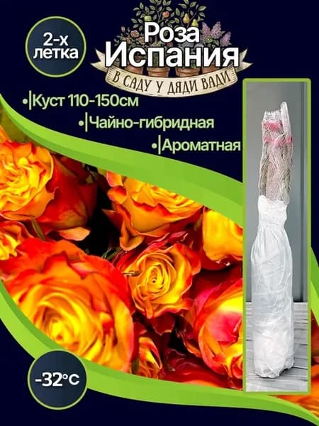Роза «Испания» саженец морозостойкая многолетняя оранжевая