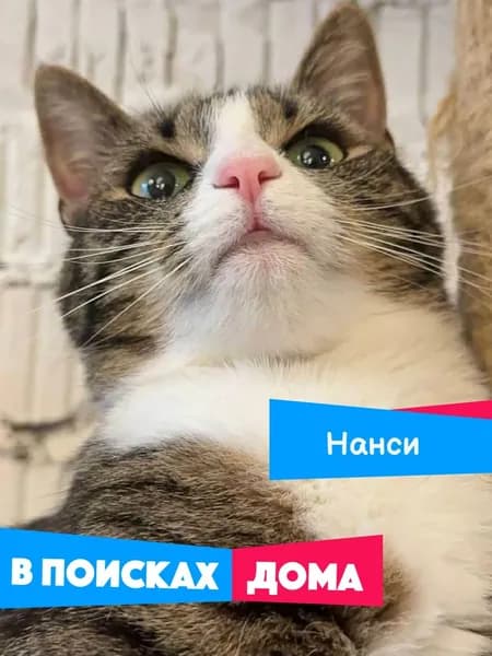 Помочь кошечке Нанси найти дом