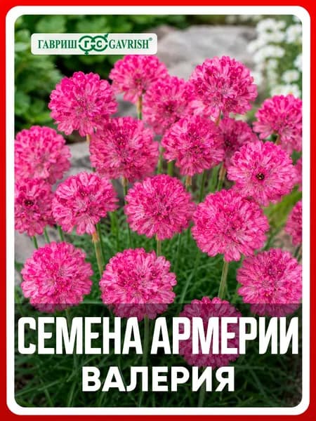 Семена цветов многолетних Армерия "Валерия" 0,02 гр, для дома, дачи, сада и огорода, клумбы, в открытый грунт, цветы из семян.