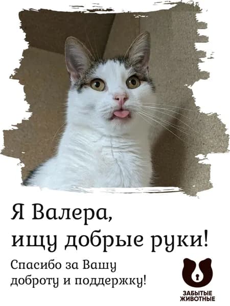 Помочь котику Валере найти дом