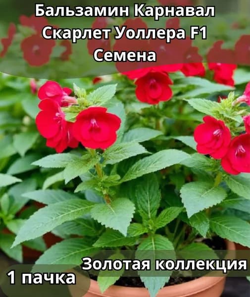 Бальзамин "Карнавал Скарлет F1" Уоллера, Семена 10шт в пачке
