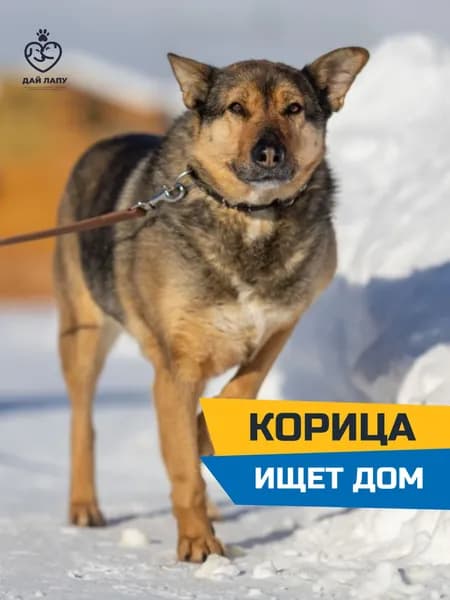 Помочь Корице найти дом