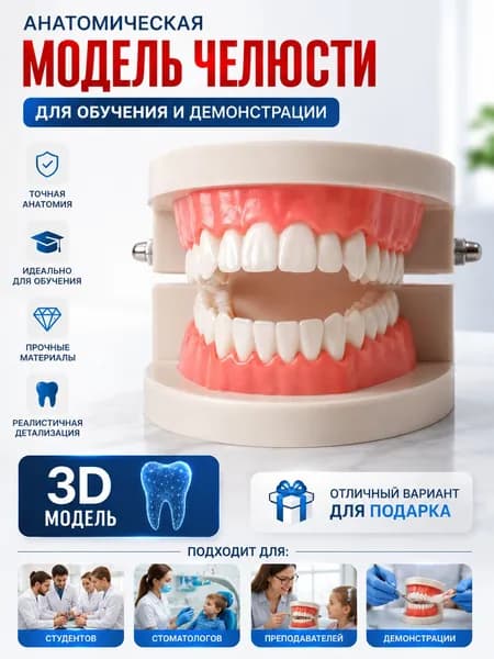 Модель зубов стоматологическая, челюсть