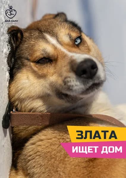 Помочь Злате найти дом