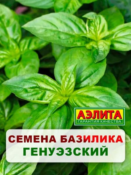 Семена базилик овощной "Генуэзский", 0,2 г, для дома, дачи и огорода, зелень из семян, в открытый грунт, в горшок