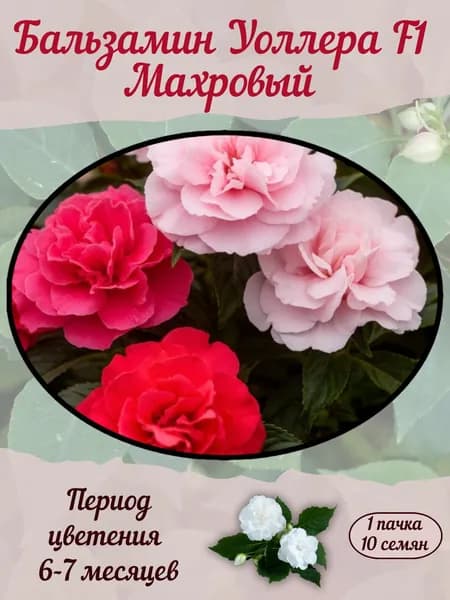 Бальзамин Уоллера F1 Махровый, семена, 10 шт., 15 гр.