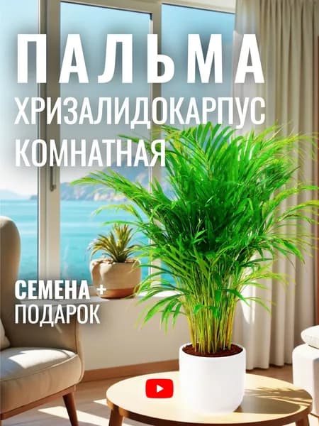 Хризалидокарпус Комнатная Пальма, Семена, 5 шт, высокая декоративность, для комнатного выращивания