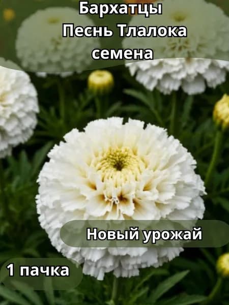 Бархатцы Песнь Тлалока, семена 10шт