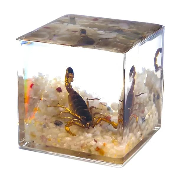 Реалистичное насекомое в акриловом блоке, 4CM - Золотой скорпион