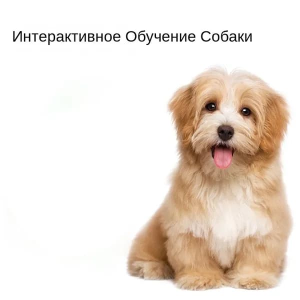 iFASHION Сетчатый резиновый мяч для средних и крупных собак и щенков / диаметр 9 см / игрушка для животных
