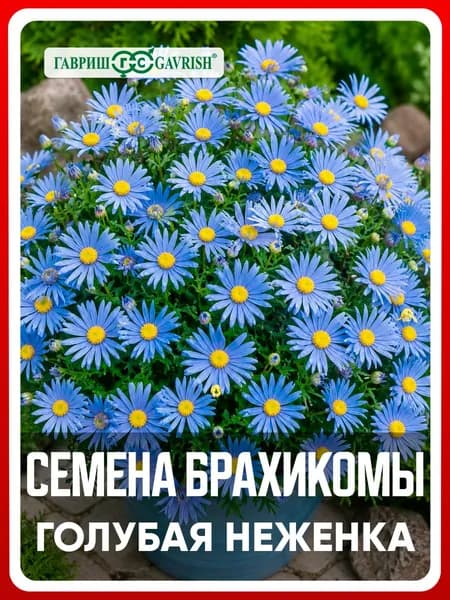 Семена Брахикома "Голубая неженка" 0,02 гр, однолетние цветы для дачи, сада и огорода, клумбы, в открытый грунт, на рассаду, цветы из семян в домашних условиях.