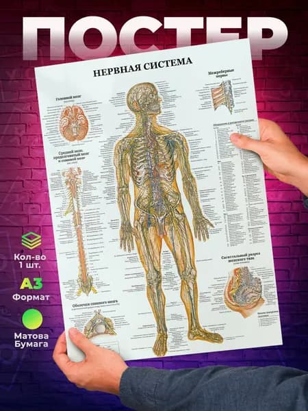 Постер "Нервная система человека А3", 42х29.7 см