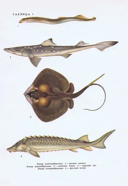 Рыбы. Минога, акула, морской кот, осетр, кета, горбуша. Двухсторонняя офсетная литография. СССР, 1969 год