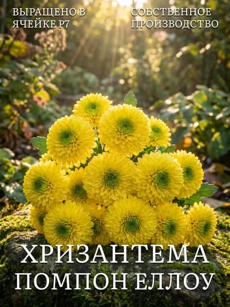 Хризантемы многолетние саженцы зимостойкие Помпон Еллоу