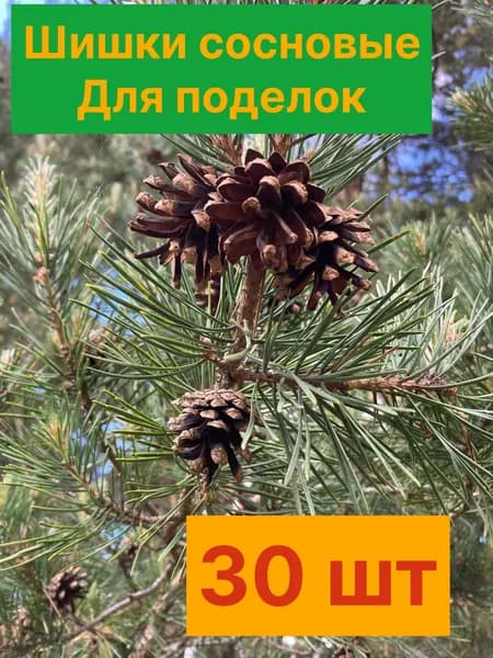 Шишки сосновые для поделок (30шт)