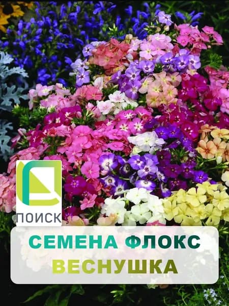 Семена Флокс "Веснушка" 0,2 гр, однолетние цветы для дачи, сада и огорода, клумбы, в открытый грунт, на балкон, в ящик.