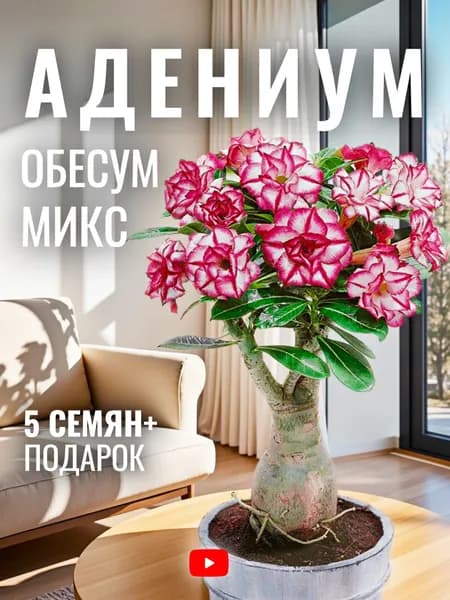 Адениум Обесум Микс, Семена, 5 шт, комнатное растение, яркое и продолжительное цветение, неприхотливое в уходе