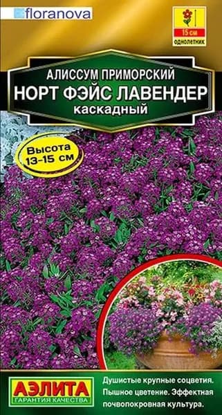 Семена Алиссум приморский Норт Фэйс Лавендер каскадный (10 семян) - Аэлита