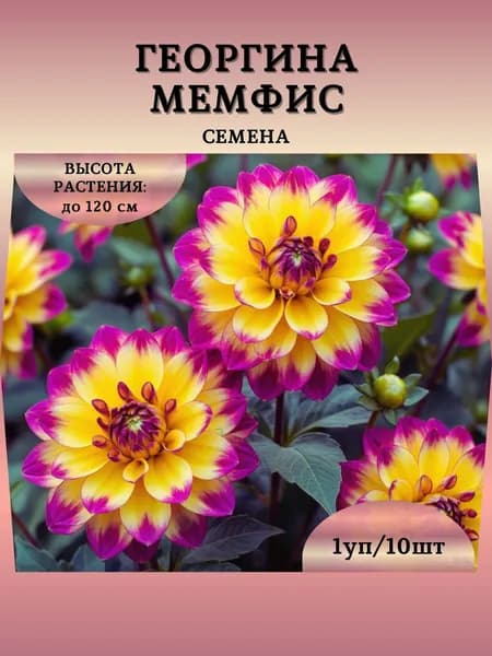 Георгина "Мемфис" семена, 1 пачка