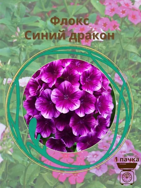 Флокс Синий дракон 10 шт семян