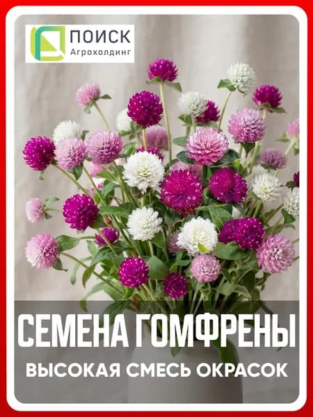 Семена Гомфрена "Высокая смесь окрасок" 0,1 гр, сухоцветы, однолетние цветы для дачи, сада и огорода, клумбы, в открытый грунт, цветы из семян в домашних условиях.