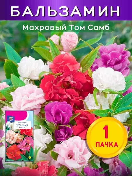 Семена махровых цветов Бальзамин Том Самб, смесь окрасок