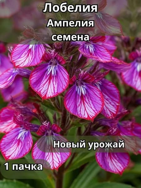 Лобелия Ампелия, семена 10шт