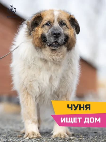 Помочь Чуне найти дом